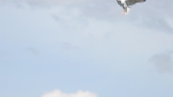 Gabbiani Combattere Aria Volare Parte Fauna Selvatica — Video Stock
