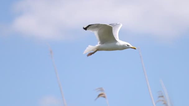 Slow Motion Seagull Flies Sky Wildlife — Stock Video