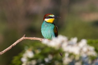 Güzel cennet kuşu çiçekli bir dalda oturuyor, arı yiyici.