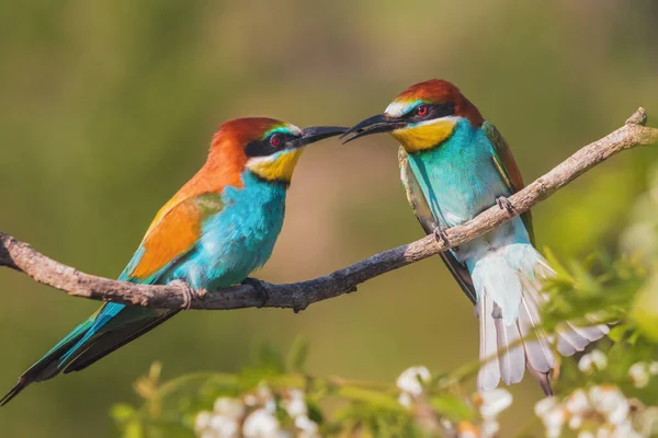 Bellas Aves Del Paraíso Conflicto Vida Silvestre —  Fotos de Stock