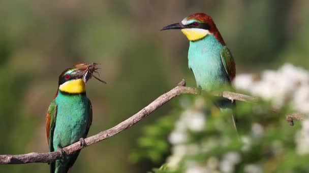 Aves Bonitas Acasalamento Namoro Abelhas Comedores Vida Selvagem — Vídeo de Stock