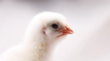 Beyaz arka planda çığlık atan küçük beyaz piliç, çiftlik