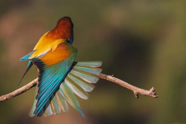 Oiseau Lumineux Paradis Étend Ses Ailes Spectre Couleurs Faune Couleurs — Photo
