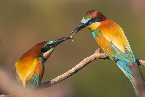 Namoro Pássaros Coloridos Paraíso Vida Selvagem Cores Brilhantes — Fotografia de Stock