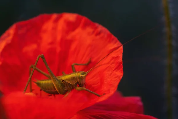 초록작은 메뚜기가 양귀비 매크로 라이프 — 스톡 사진