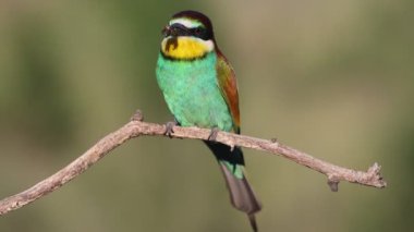 Bir daldaki arı yiyici gagasında bir arı, vahşi yaşam, parlak renkler