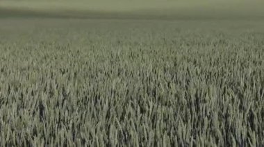 Rüzgarda sallanan buğday kulakları, Ukrayna buğday tarlaları
