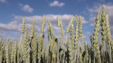 yeşil buğday başakları güzel bir gökyüzüne karşı, Ukrayna buğday tarlalarına