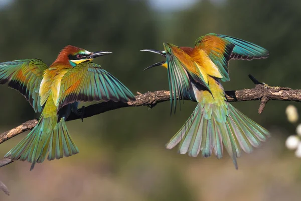 Όμορφα Χρωματιστά Πουλιά Ανοίγουν Φτερά Τους Και Ουρλιάζουν — Φωτογραφία Αρχείου
