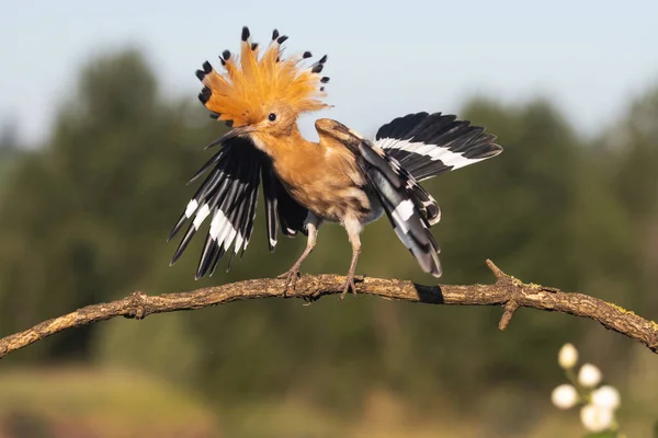 funny hoopoe bird dancing on a branch