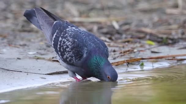 Colombe Boit Avec Gourmandise Eau Ralenti — Video