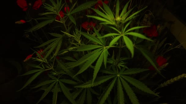 Marihuana Jest Oświetlona Różnymi Kolorami Lampy Legalizacja Marihuany — Wideo stockowe