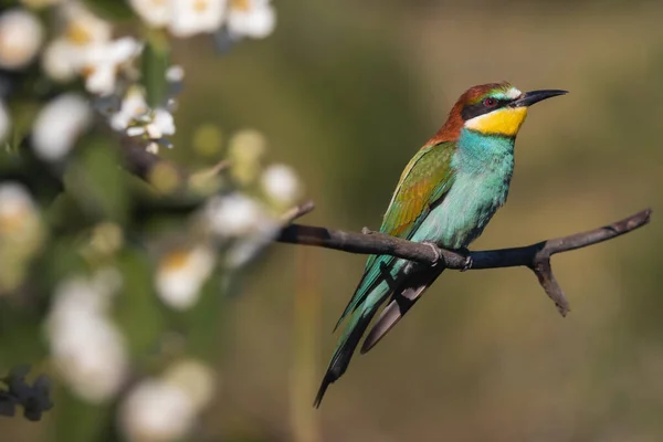 Pássaro Bonito Com Plumagem Colorida Uma Árvore Floração Vida Selvagem — Fotografia de Stock