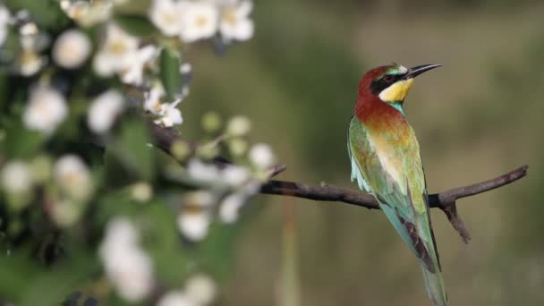 Pasăre Frumoasă Pene Colorate Copac Înflorit Faunei Sălbatice — Videoclip de stoc