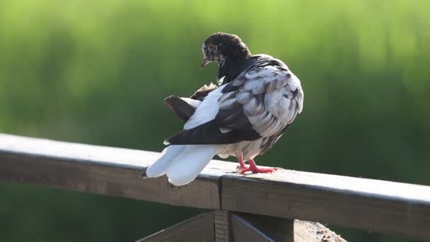 美しい鳩は公園に座っている羽をきれいにし — ストック動画