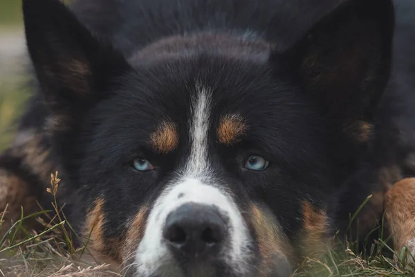 dog with smart blue eyes lies and looks to the side , pets