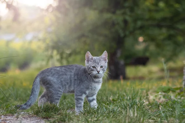 gray kitten in the garden at sunset , pets