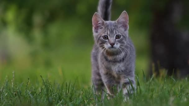 กแมวมองออกไปหาใครบางคนในหญ าและว งไปท นไม — วีดีโอสต็อก