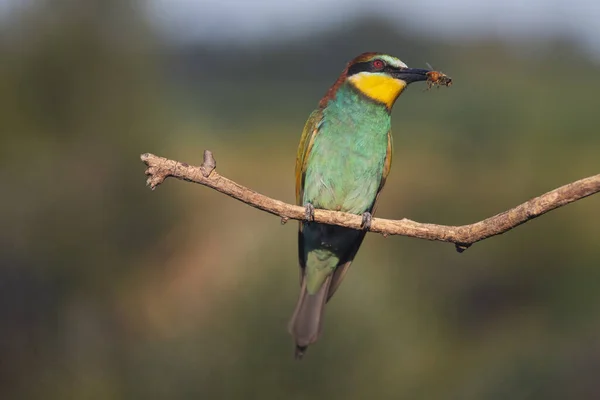 colorful bee-eater bird with fly, unique wildlife