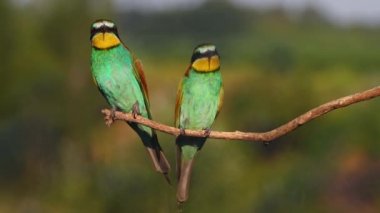 paradise couple of beautiful birds sings on a branch, unique wildlife