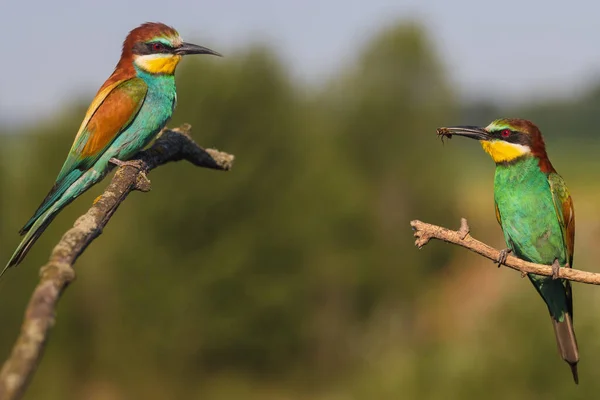 Two Birds Paradise Sitting Each Other Beauty Planet Earth — Foto Stock