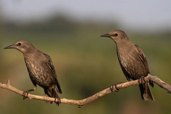 Два Птахи Гілці Дивляться Камеру Цікавістю Красою Планети Земля — стокове фото