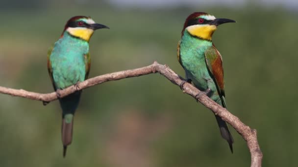 Two Birds Paradise Look Camera Interest Fly Away Beauty Planet — Vídeos de Stock