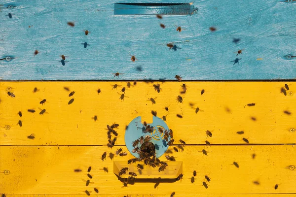 bees fly into the yellow-blue hive , honey