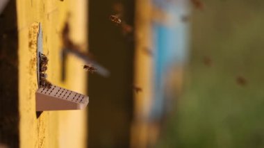 Arılar kovana yavaş çekimde uçar, tatlım.