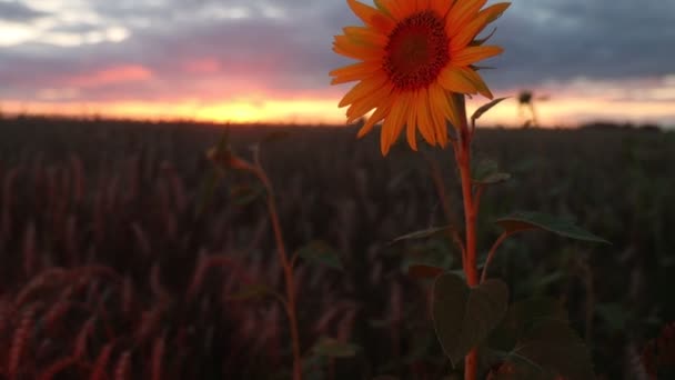 Sunflower Wheat Field Sunset Ukrainian Wheat — Stock video