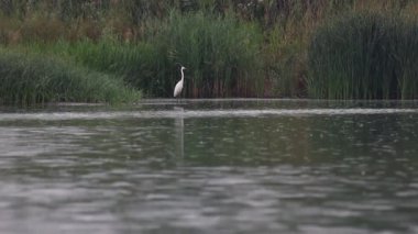 white heron stands in the rain slow motion, relaxation