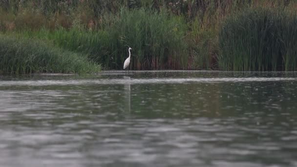 White Heron Stands Rain Slow Motion Relaxation — Vídeo de Stock