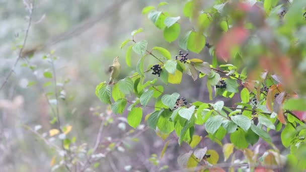 Bird Autumn Forest Catches Insects Berries Wildlife — Stock video