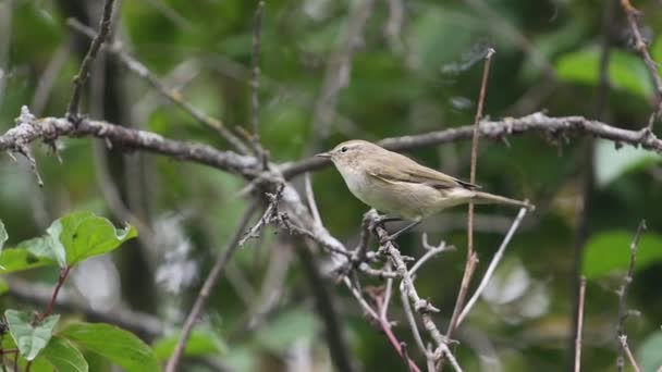 Bird Autumn Forest Flies Branch Wildlife — Stockvideo