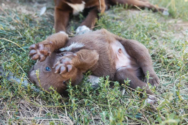 puppy that looks like a teddy bear lies in the grass, love, family