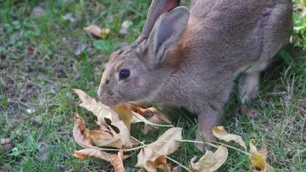 Rabbit Eats Fallen Autumn Leaves Love Family — Stok video