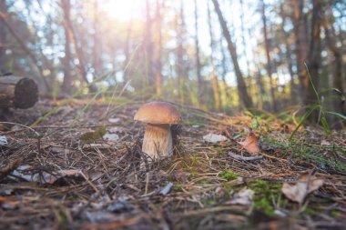 mushroom in the autumn forest , autumn holiday