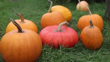 pumpkins before the holiday lie on the grass slow motion , autumn holiday