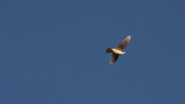 symbol of peace white dove flies on the blue sky, peace, freedom