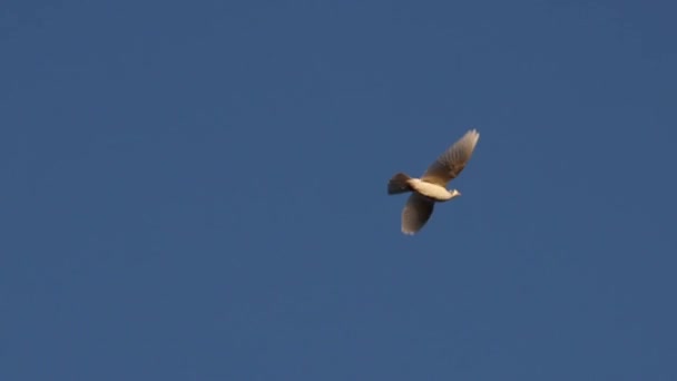Symbol Peace White Dove Flies Blue Sky Peace Freedom — Video Stock