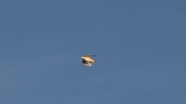 white dove symbol of peace flies on the blue sky, peace, freedom