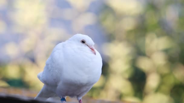 White Carrier Pigeon Sits Roof Ring Its Paw — Video