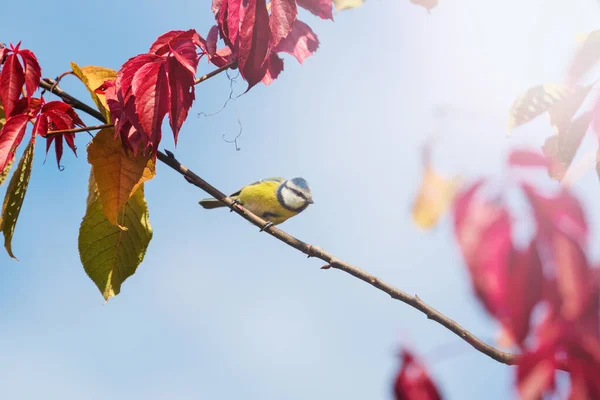 Vogel Herbstwald Zwischen Bunten Blättern Herbstfarben — Stockfoto