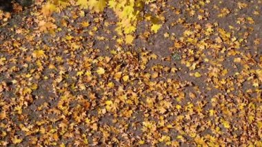 slow motion leaves falling from the tree , autumn colors