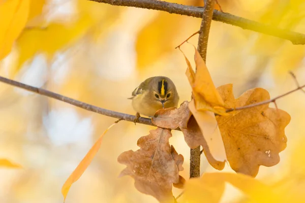 Птица Осенью Желтая Среда Обитания Дикая Природа — стоковое фото