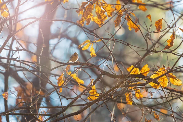 Kleiner Vogel Auf Herbstbaum Wildtiere — Stockfoto