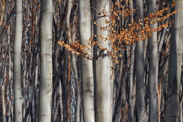 Осінні Стовбури Дерев Мінімалізм Природі Дика Природа — стокове фото
