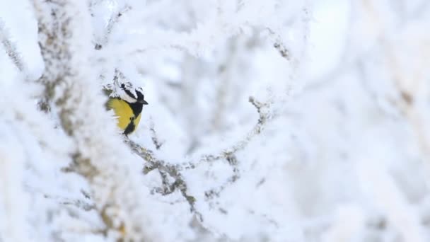 Great Tit Sits Snow Covered Branch Wildlife — Stock Video