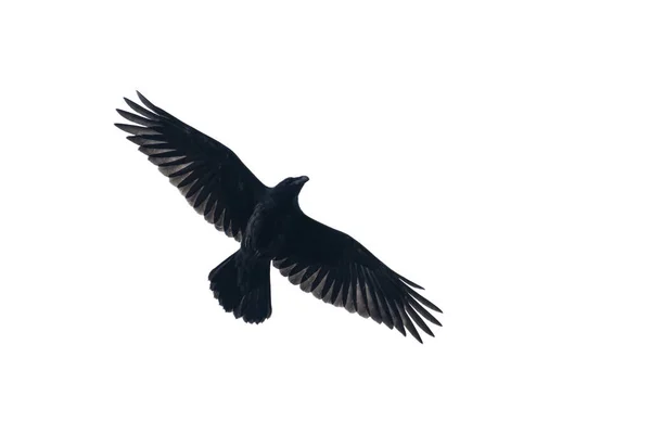 Black Raven Flying Isolated White Background Sacred Birds — Stock Photo, Image