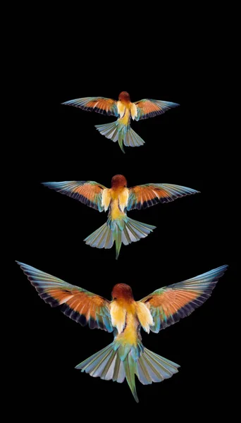 Pássaros Coloridos Voando Sobre Fundo Preto Phoenix — Fotografia de Stock